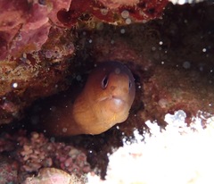 Gymnothorax melatremus