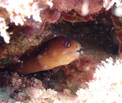 Gymnothorax melatremus