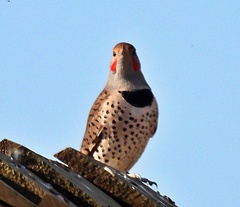 Colaptes auratus cafer