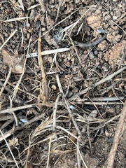 Centruroides exilicauda