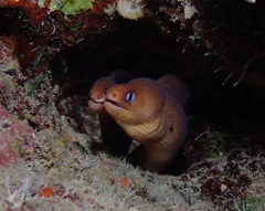 Gymnothorax melatremus