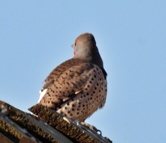 Colaptes auratus cafer