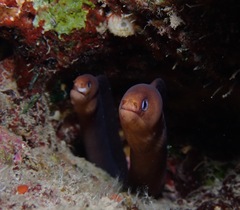Gymnothorax melatremus