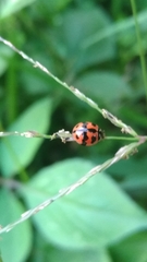 Cheilomenes sexmaculata