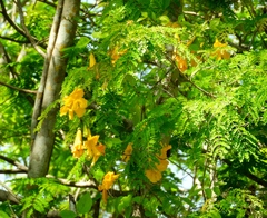 Bignonieae