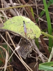 Ichneumonoidea