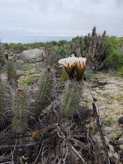 Trichocereus deserticola