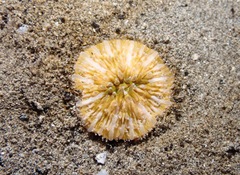 Cycloseris vaughani