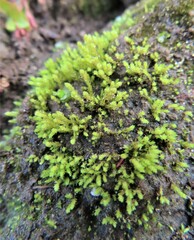 Claopodium rostratum