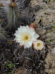 Trichocereus deserticola