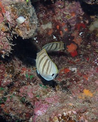 Chaetodon multicinctus