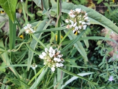 Gentianales