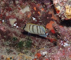 Chaetodon multicinctus