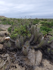 Trichocereus deserticola