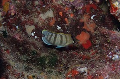 Chaetodon multicinctus