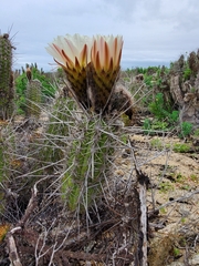 Trichocereus deserticola