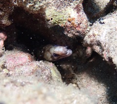 Gymnothorax gracilicauda
