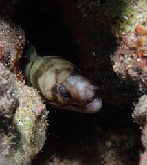 Gymnothorax gracilicauda
