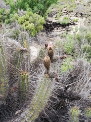 Trichocereus deserticola