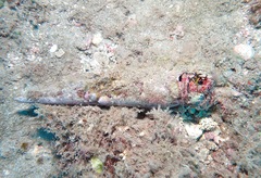 Dardanus sanguinolentus