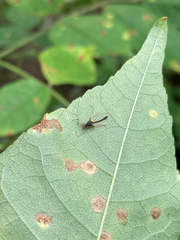 Acericecis ocellaris