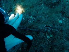 Dardanus sanguinolentus