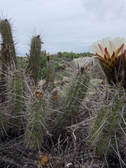 Trichocereus deserticola
