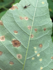 Acericecis ocellaris