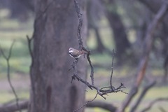 Stagonopleura guttata