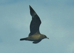 Stercorarius pomarinus