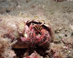 Dardanus sanguinolentus