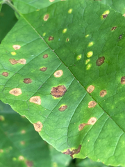 Acericecis ocellaris