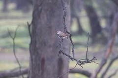 Stagonopleura guttata