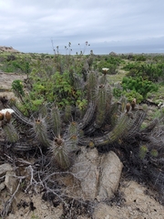 Trichocereus deserticola