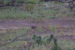 Stagonopleura guttata