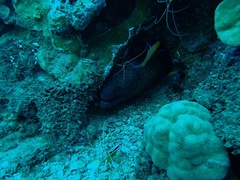 Gymnothorax flavimarginatus