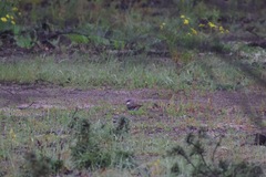 Stagonopleura guttata