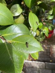 Exaireta spinigera