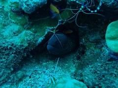 Gymnothorax flavimarginatus