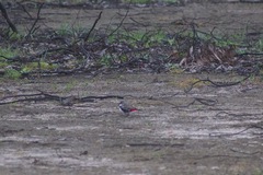 Stagonopleura guttata