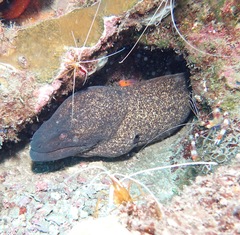 Gymnothorax flavimarginatus