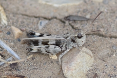 Encoptolophus costalis