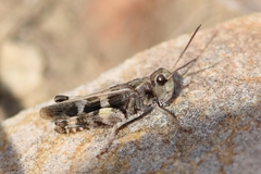 Encoptolophus costalis