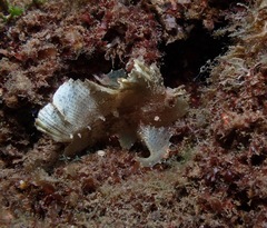Taenianotus triacanthus