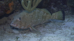 Epinephelus guttatus