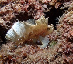 Taenianotus triacanthus