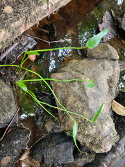 Pontederia cordata