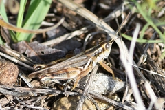 Melanoplus packardii