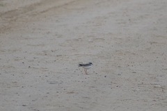 Elseyornis melanops