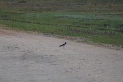 Elseyornis melanops